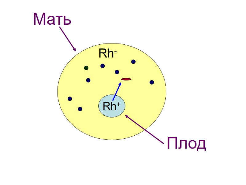 Rh-  Rh+  Мать Плод